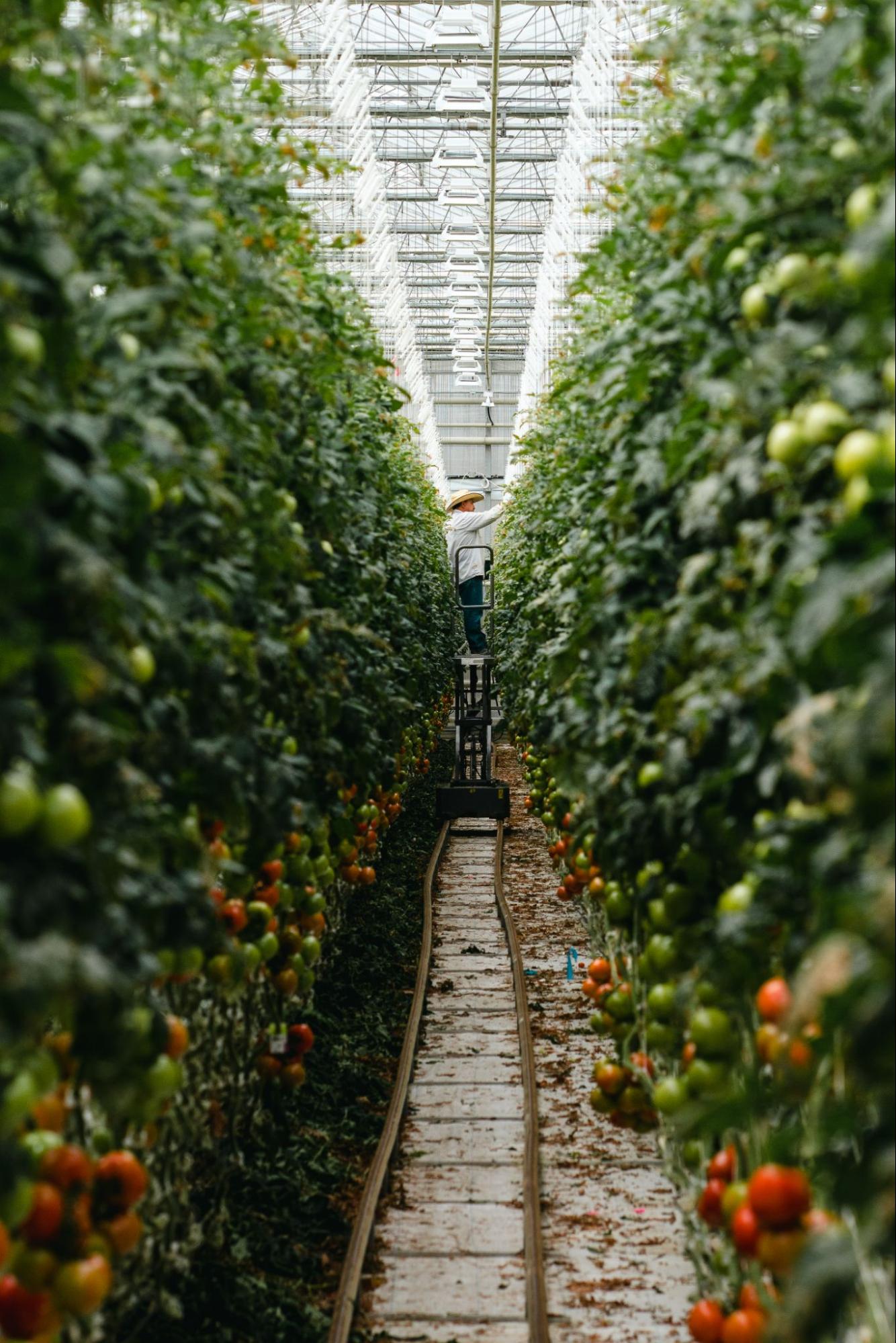 Maraîcher inspectant ses rangs de tomates sous serre