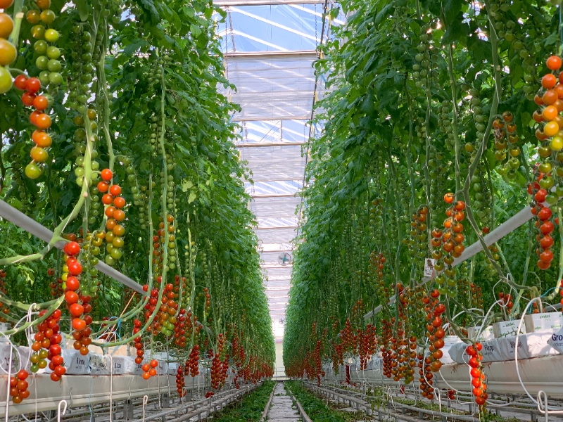 Intérieur d'une serre maraîchère de tomates avec ventilation contrôlée